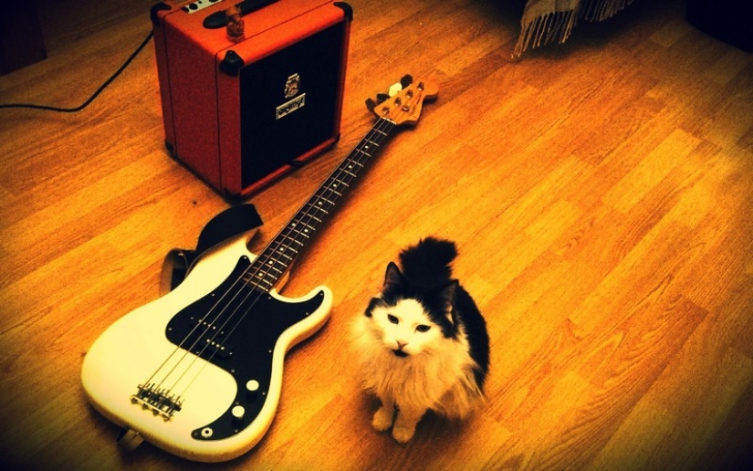 30 ways to use cats in the household