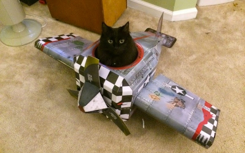 30 ways to use cats in the household