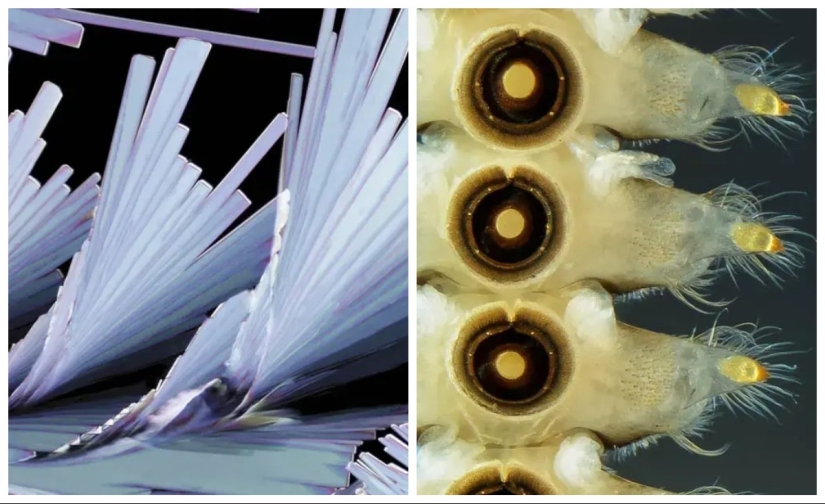 32 micrographs that will change your idea of the world 32 micrographs that will change your idea of the world