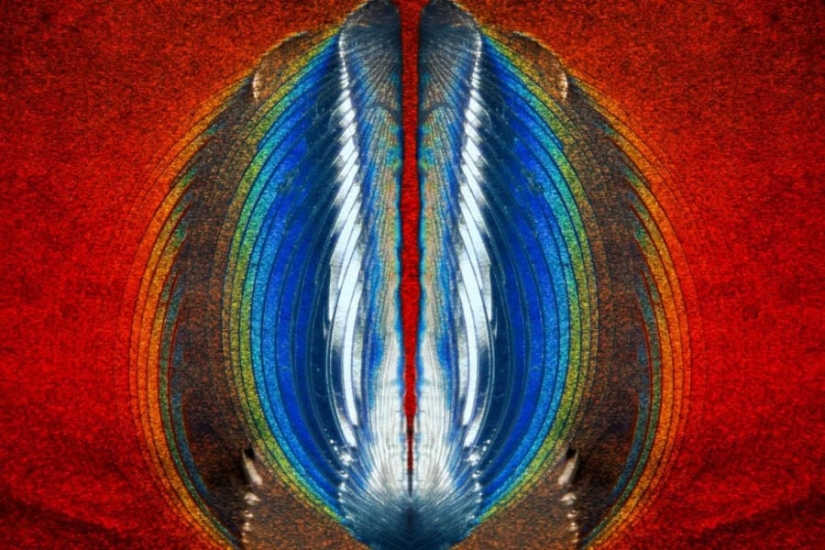 32 micrographs that will change your idea of the world 32 micrographs that will change your idea of the world