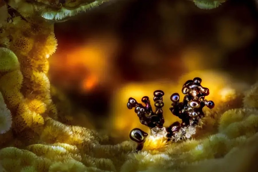 32 micrographs that will change your idea of the world 32 micrographs that will change your idea of the world