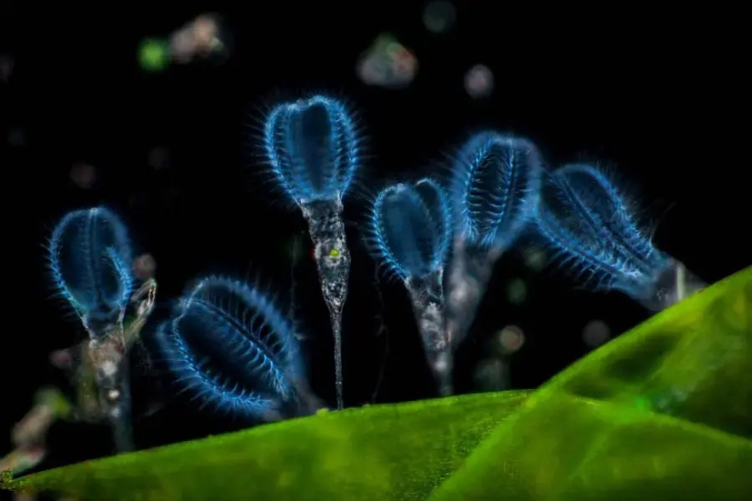 32 micrographs that will change your idea of the world 32 micrographs that will change your idea of the world