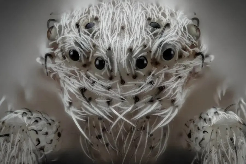 32 micrographs that will change your idea of the world 32 micrographs that will change your idea of the world