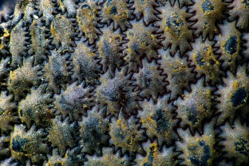 32 micrographs that will change your idea of the world 32 micrographs that will change your idea of the world