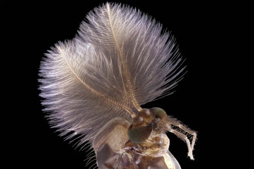 32 micrographs that will change your idea of the world 32 micrographs that will change your idea of the world