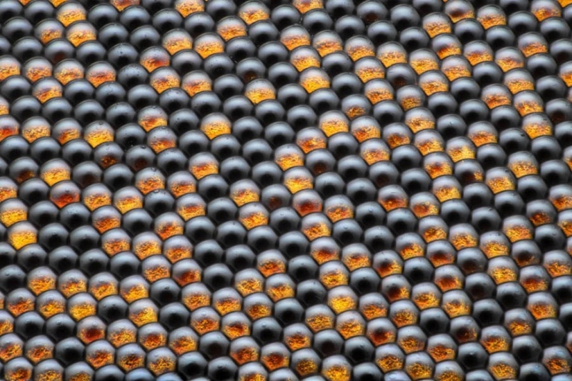 32 micrographs that will change your idea of the world 32 micrographs that will change your idea of the world