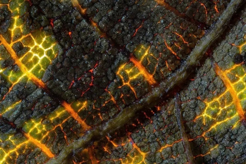 32 micrographs that will change your idea of the world 32 micrographs that will change your idea of the world