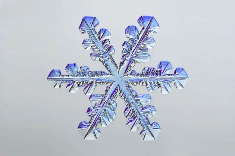 32 micrographs that will change your idea of the world 32 micrographs that will change your idea of the world