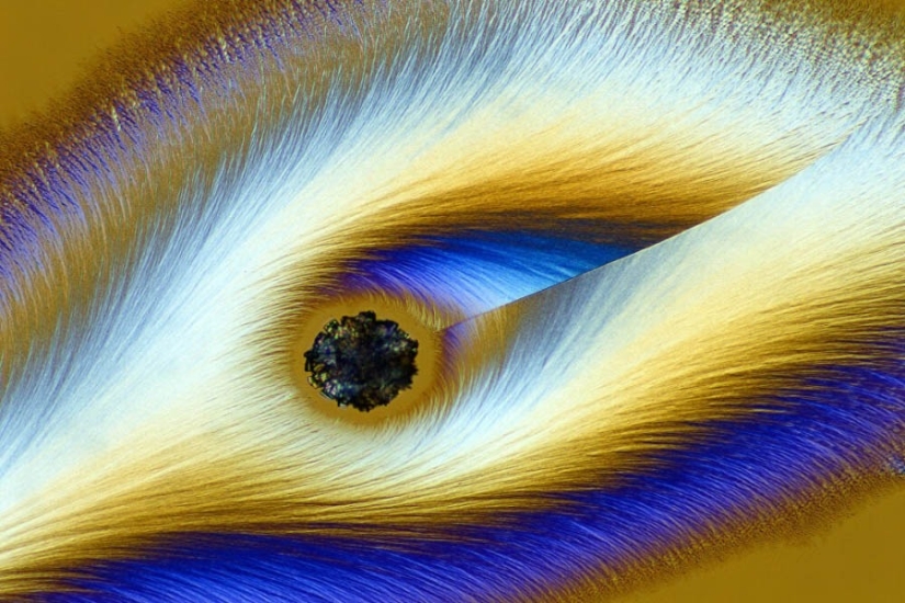 32 micrographs that will change your idea of the world 32 micrographs that will change your idea of the world