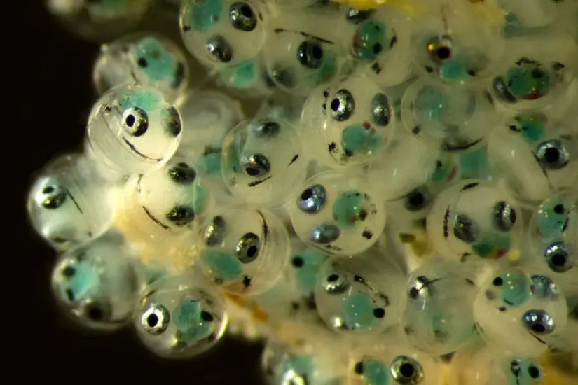 32 micrographs that will change your idea of the world 32 micrographs that will change your idea of the world