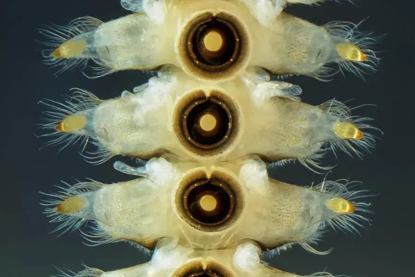 32 micrographs that will change your idea of the world 32 micrographs that will change your idea of the world