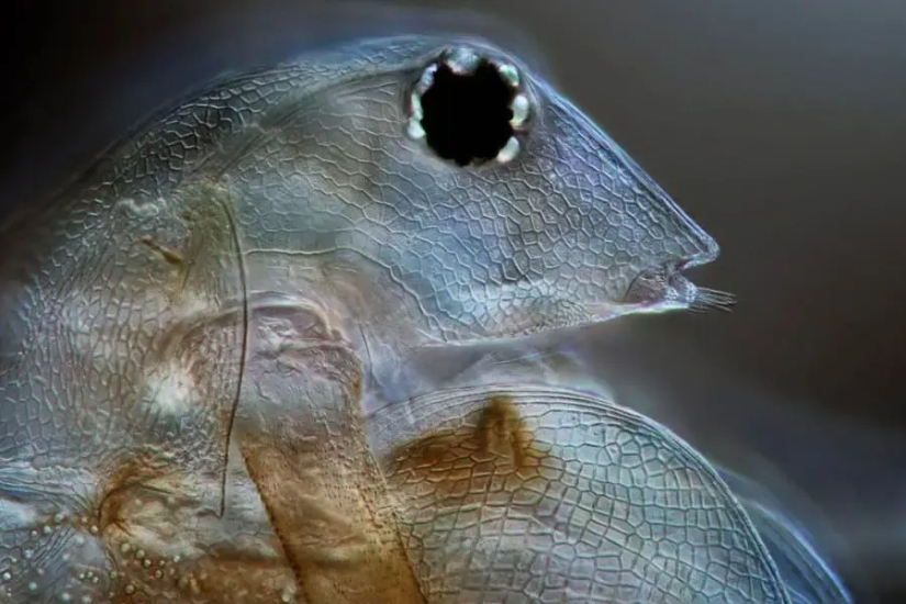 32 micrographs that will change your idea of the world 32 micrographs that will change your idea of the world