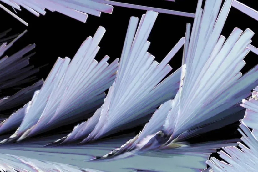 32 micrographs that will change your idea of the world 32 micrographs that will change your idea of the world