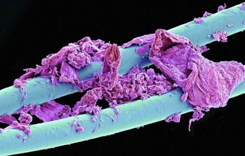 32 micrographs that will change your idea of the world 32 micrographs that will change your idea of the world