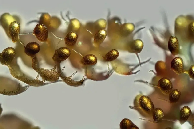 32 micrographs that will change your idea of the world 32 micrographs that will change your idea of the world