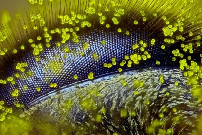 32 micrographs that will change your idea of the world 32 micrographs that will change your idea of the world