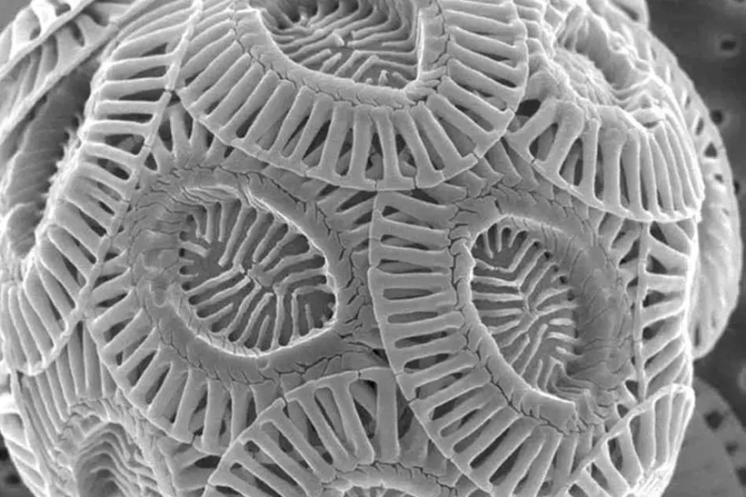 32 micrographs that will change your idea of the world 32 micrographs that will change your idea of the world