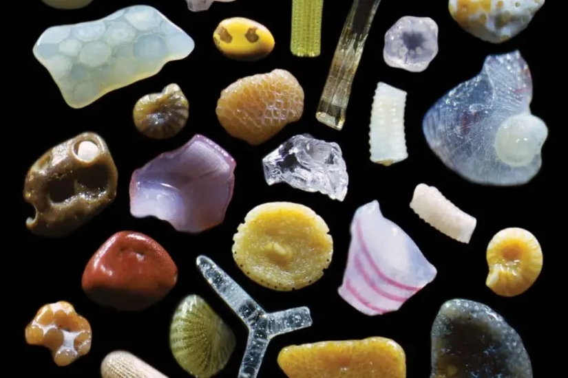 32 micrographs that will change your idea of the world 32 micrographs that will change your idea of the world