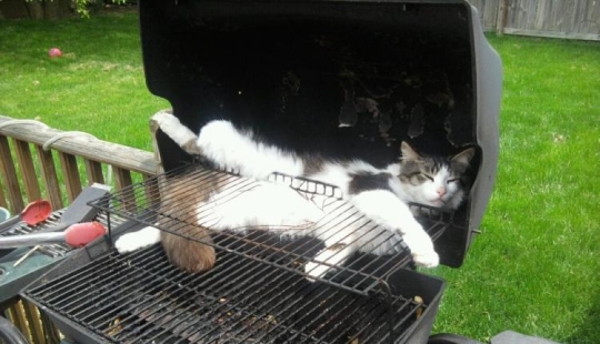 33 cat who fell asleep in the most amazing and unusual poses 33 cat who fell asleep in the most amazing and unusual poses