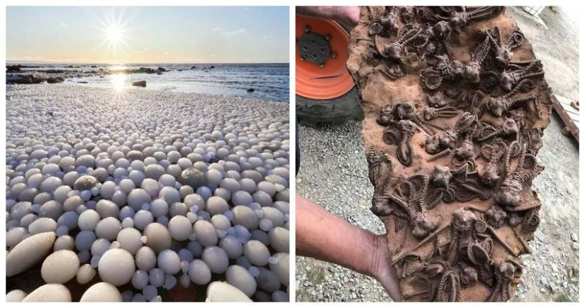 33 cosas raras y sorprendentes que vale la pena ver al menos en la foto