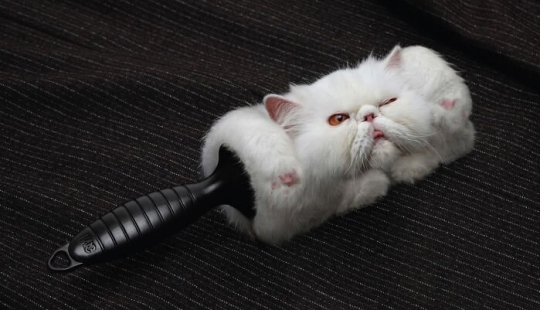 33 ejemplos de los anuncios de gatos más creativos y divertidos 33 ejemplos de los anuncios de gatos más creativos y divertidos