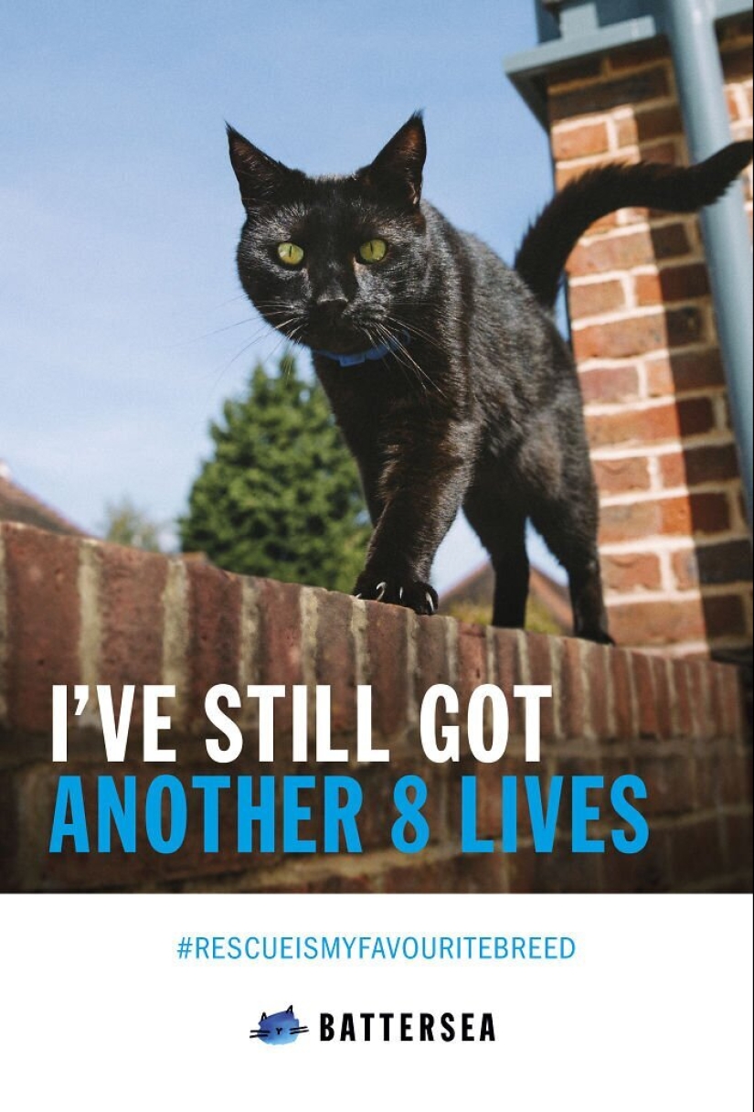 33 examples of the most creative and funny cat ads