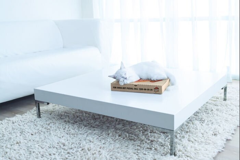 33 examples of the most creative and funny cat ads