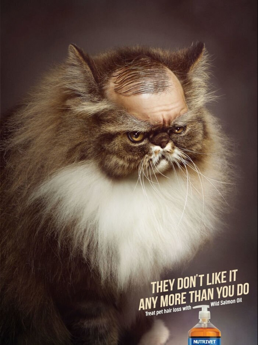 33 examples of the most creative and funny cat ads