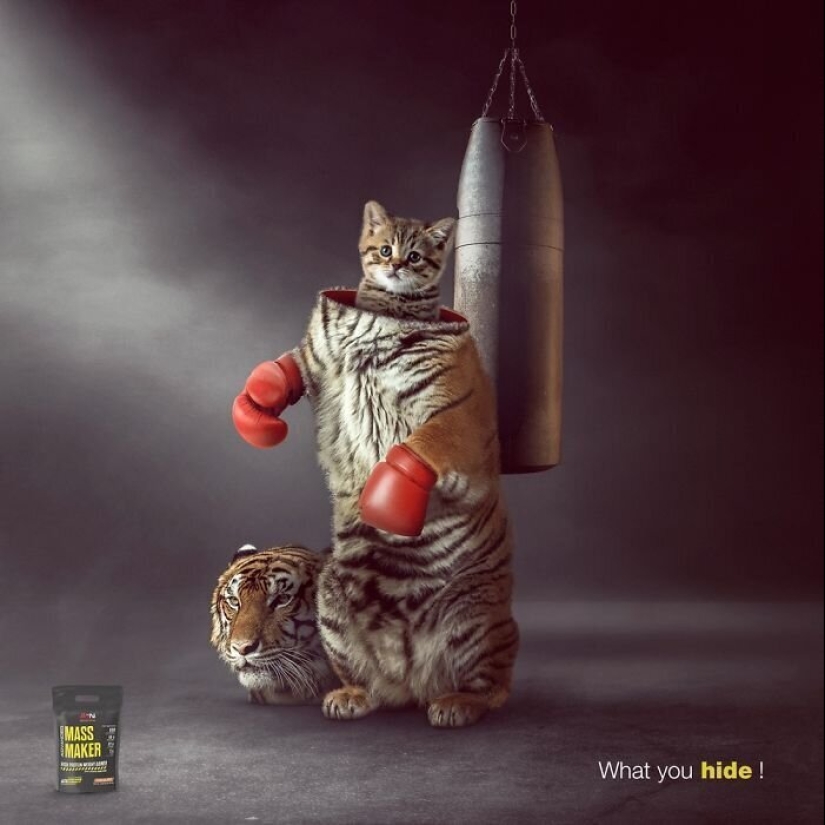 33 examples of the most creative and funny cat ads