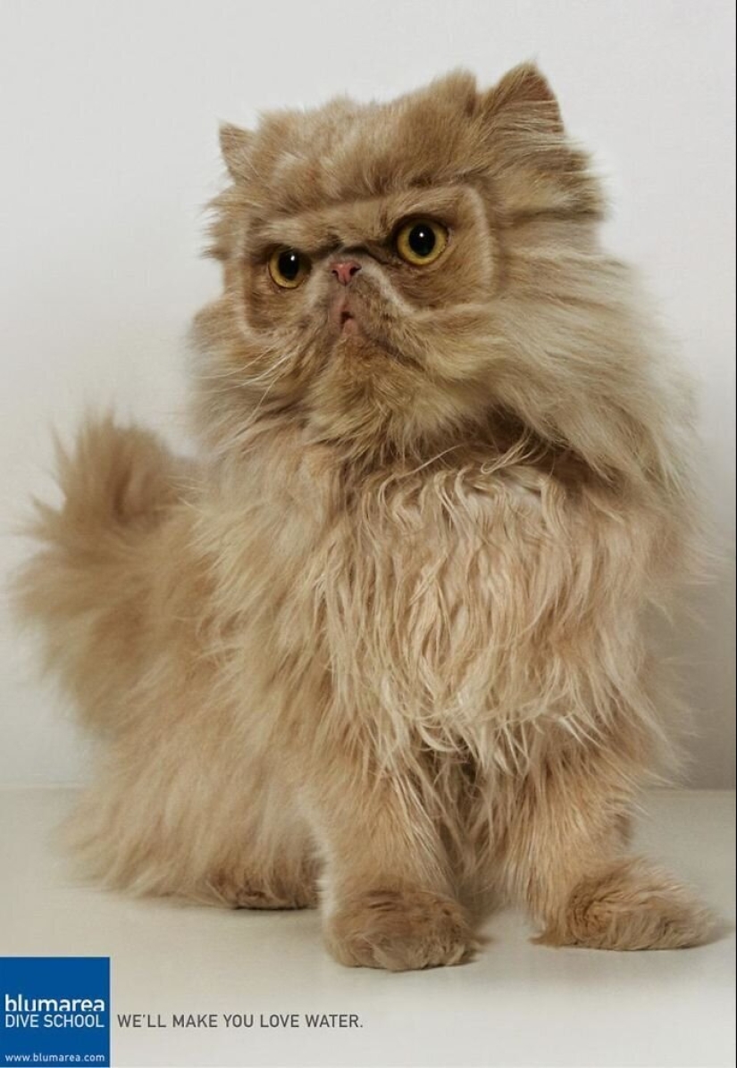 33 examples of the most creative and funny cat ads