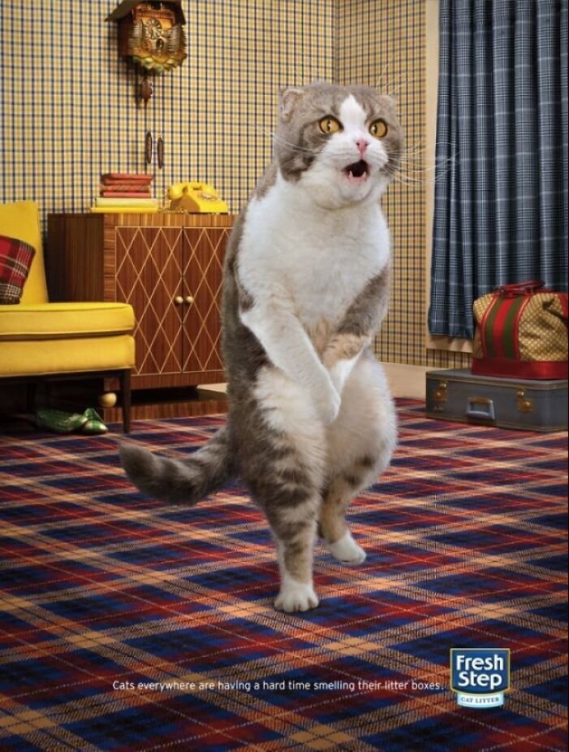 33 examples of the most creative and funny cat ads