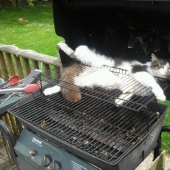 33 gato que se quedó dormido en el más sorprendente e inusual plantea