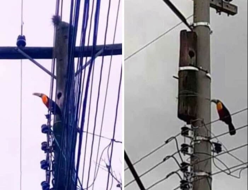 33 photos from Brazil, a wonderful country where there are a lot of monkeys 33 photos from Brazil, a wonderful country where there are a lot of monkeys