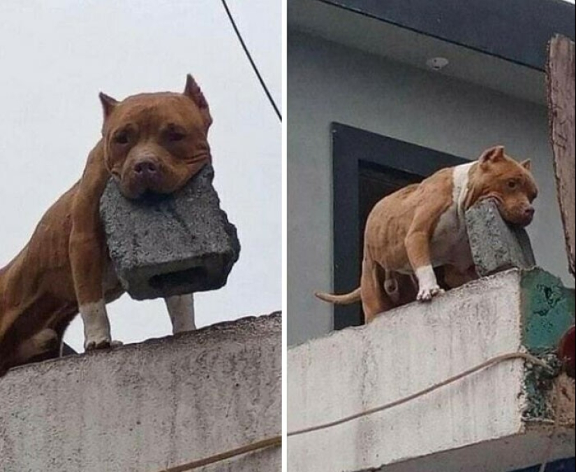 33 photos from Brazil, a wonderful country where there are a lot of monkeys 33 photos from Brazil, a wonderful country where there are a lot of monkeys