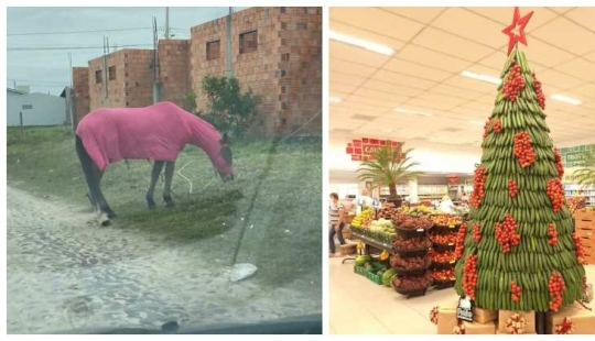 33 photos from Brazil, a wonderful country where there are a lot of monkeys