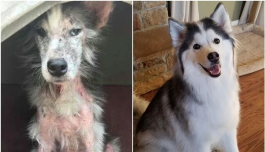 33 photos of dogs before and after the rescue that touch the soul
