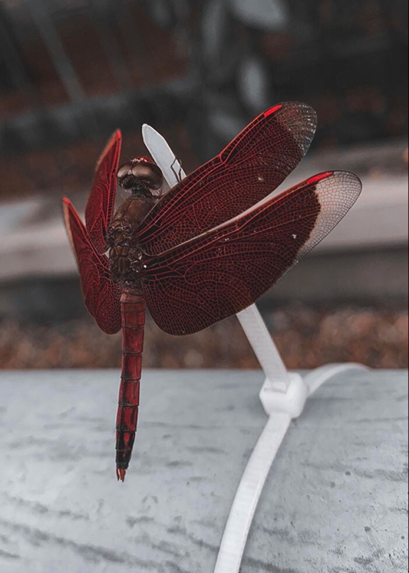 33 rare and amazing things that are worth seeing at least in the photo