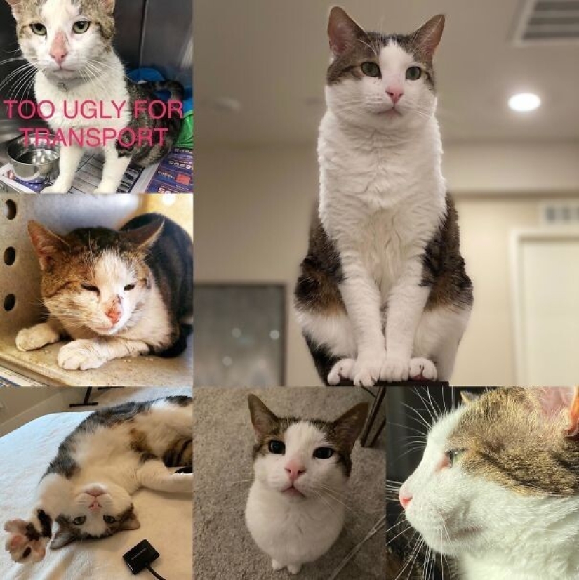 35 animales de refugios que tuvieron mucha suerte de conocer a" su " persona