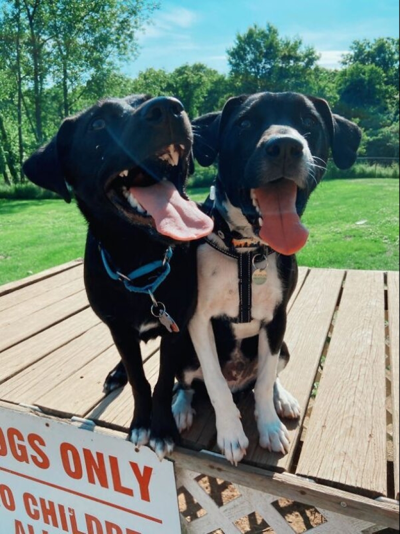 35 animales de refugios que tuvieron mucha suerte de conocer a" su " persona