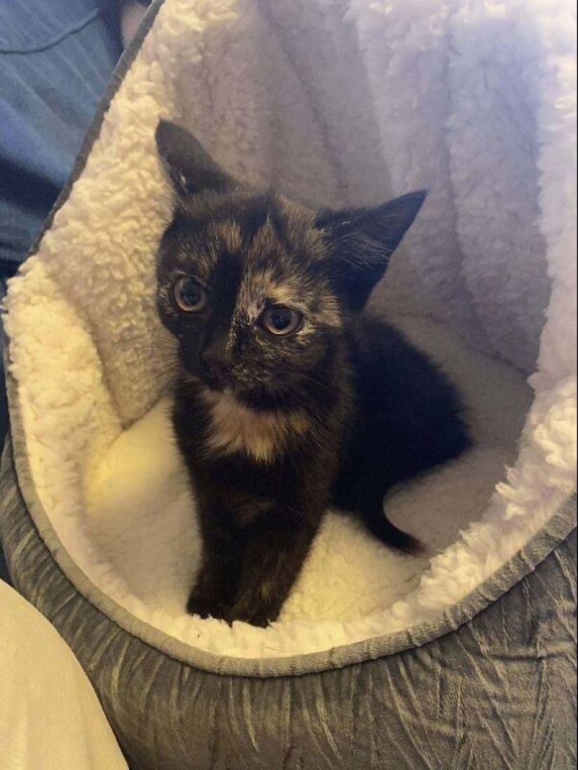 35 animales de refugios que tuvieron mucha suerte de conocer a" su " persona