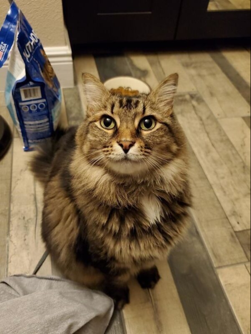 35 animales de refugios que tuvieron mucha suerte de conocer a" su " persona