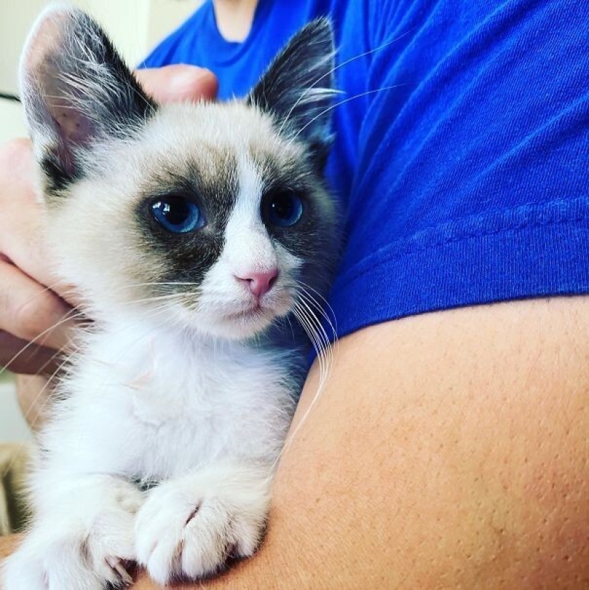 35 animales de refugios que tuvieron mucha suerte de conocer a" su " persona