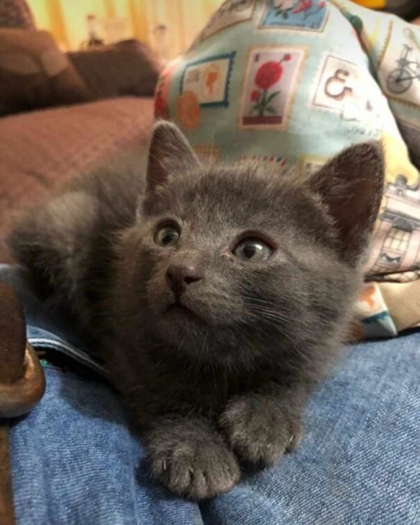 35 animales de refugios que tuvieron mucha suerte de conocer a" su " persona