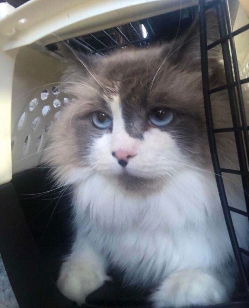 35 animales de refugios que tuvieron mucha suerte de conocer a" su " persona