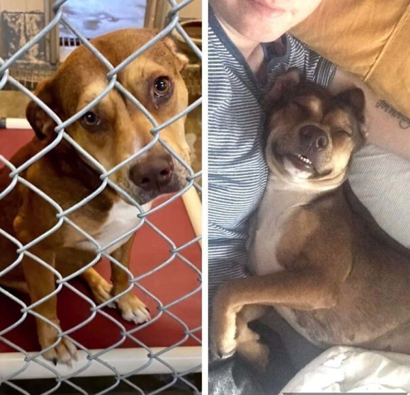 35 animales de refugios que tuvieron mucha suerte de conocer a" su " persona