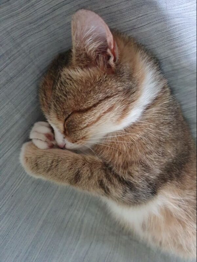 35 animales de refugios que tuvieron mucha suerte de conocer a" su " persona