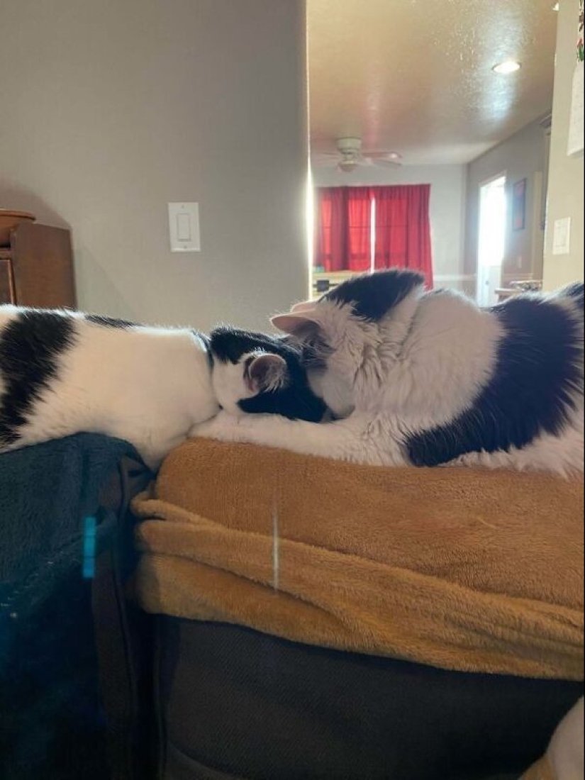 35 animales de refugios que tuvieron mucha suerte de conocer a" su " persona