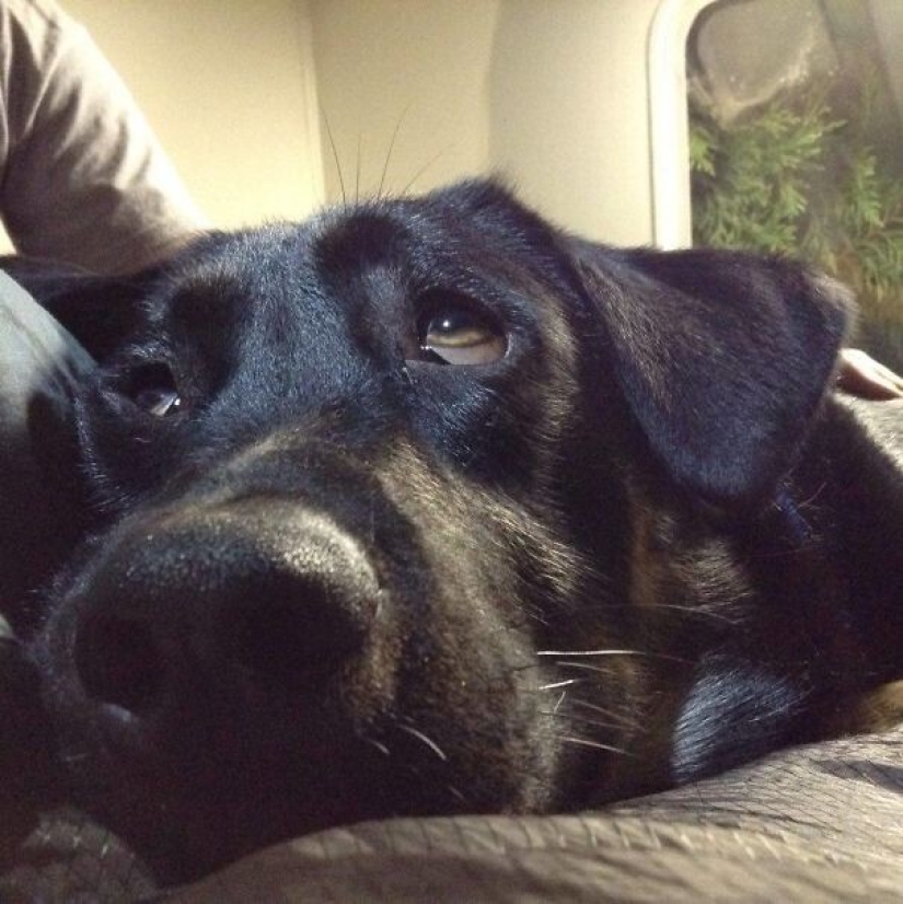 35 animales de refugios que tuvieron mucha suerte de conocer a" su " persona