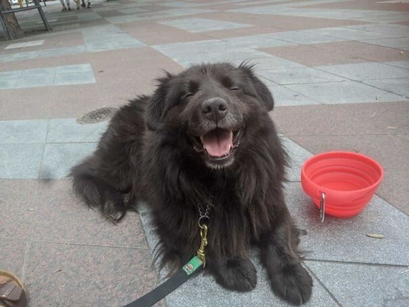 35 animals from shelters who were very lucky to meet "their" person 35 animals from shelters who were very lucky to meet "their" person