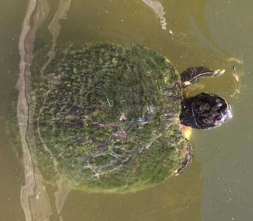 35 cosas extrañas y sorprendentes que la gente quería compartir en línea 35 cosas extrañas y sorprendentes que la gente quería compartir en línea